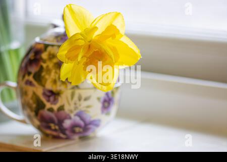 Nahaufnahme einer einzigen gelben doppelblättrigen Narzissen-Blüte in einer lila Blumenteekanne Stockfoto
