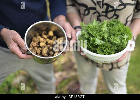 Hände eines Seniorenpaares, der einen Topf mit frischem Salat und Kartoffeln im Garten hält Stockfoto