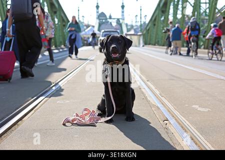 Schwarzer Hund sitzt auf Straßenbahnschienen auf der Freiheitsbrücke in Budapest, Ungarn Stockfoto