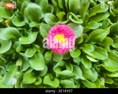 Eine scharfe Makroaufnahme von oben nach unten einer einzelnen hellrosa Gänseblümchen mit einer gelben Mitte, eingebettet in einen dichten Teppich aus frischen grünen Blättern. Das natürliche Sonnenlicht Stockfoto