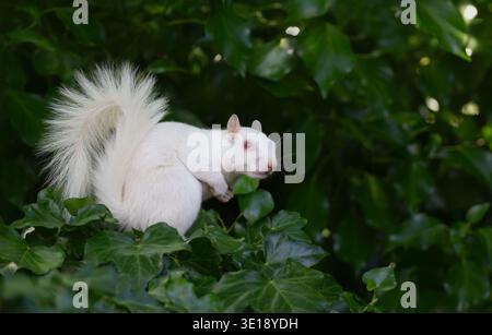 Ein seltenes, echtes Albino-graues Eichhörnchen (Sciurus carolinensis) mit weißem Fell und rosa Augen, das zwischen grünen Efeublättern sitzt, Großbritannien Stockfoto