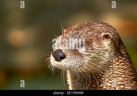 Nordamerikanische Flussotter an einem sonnigen Tag Stockfoto