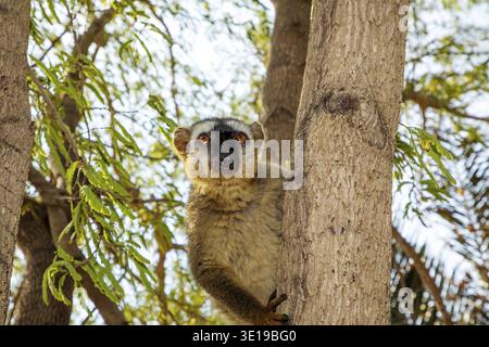RotbauchLemur - Eulemur rubriventer, Regenwald Madagaskar Ostküste. Niedliches Primatenporträt in Nahaufnahme. Madagaskar endemisch. Kimony Park Hotel Stockfoto