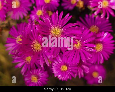 Gemischte bunte Blumen Natur Hintergrund. Lebendige, gemischte Kulisse. Helles Wachstum im Garten. Nahaufnahme. Lebhafte Blüten im Frühjahr. Home Gardening HO Stockfoto