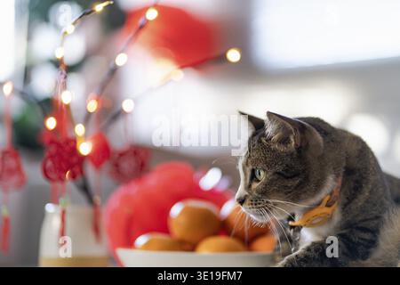 Cat bereitet chinesische Neujahrsfeiern zu Hause vor. Niedliche Hauskatze mit traditionellem Anhänger für das chinesische Neujahrsfest Stockfoto