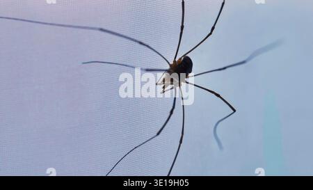 Harvestman-Spinne krabbelt auf weißem Hintergrund und zeigt lange Beine Stockfoto