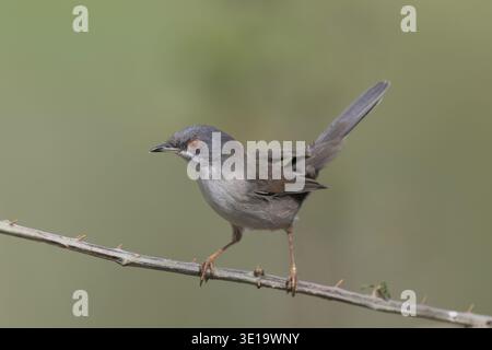 Weibliche Sardinische Warbler auf einem Dornzweig (Curruca melanocephala) Stockfoto