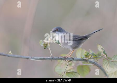 Weibliche Sardinische Warbler auf einem Dornzweig (Curruca melanocephala) Stockfoto