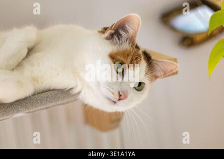 Eine niedliche Trikolore Hauskatze liegt auf einem Bett, das am Heizkörper befestigt ist und blickt in die Ferne. Stockfoto