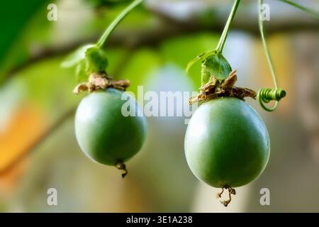 Nahaufnahme von zwei Passionsfrüchten, die auf einem Baum wachsen, aufgenommen mit sanfter natürlicher Beleuchtung und einem grün-orangen, unscharfen Hintergrund in Kenia, Afrika Stockfoto