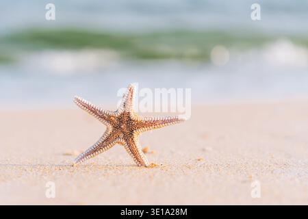 Einzelne Seesterne stehen auf glattem Sand mit verschwommenen Meereswellen dahinter. Stockfoto