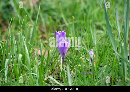 Wunderschöne lila und weiße Blumen Krokusblüten im Garten Stockfoto