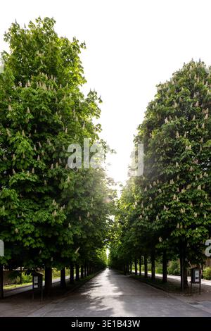 Blühende Rosskastanienbäume symmetrisch grüne Allee entlang der ruhigen Parkstraße blüht das Sonnenlicht. Lange perspektivische Korridore Laubdach Stockfoto