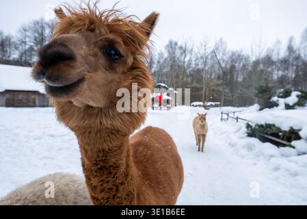 Kuriose braune Alpaka aus nächster Nähe auf verschneiten Bauernpfaden in der Winterszene Stockfoto