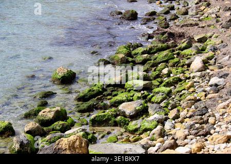 Felsen bedeckt mit grünen Algen am Ufer Spaniens Stockfoto