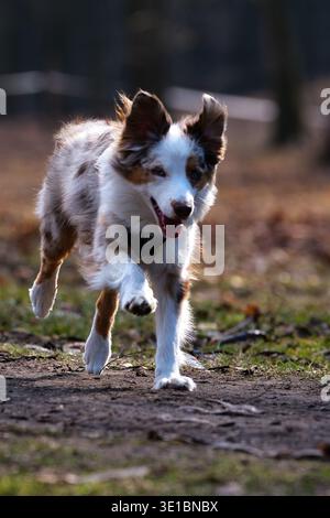 Junger roter merle Australian Shepherd Hund mit violettem Gurtzeug, der auf dem Boden steht und in Richtung Kamera läuft, energiegeladener Pedigree-Haustier in Bewegung, ca. Stockfoto
