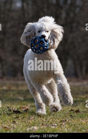 Verspielter weißer Standardpudel, der mit einem Spielzeug durch das Gras läuft, springender Hund in Aktion während des Outdoor-Trainings Stockfoto
