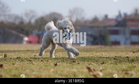 Verspielter weißer Standardpudel, der mit einem Spielzeug durch das Gras läuft, springender Hund in Aktion während des Outdoor-Trainings Stockfoto