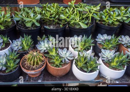 Verschiedene Arten von kleinen Sukkulenten und Kakteen in Keramiktöpfen auf einem Regal. Stockfoto