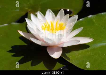 Wunderschöne weiße Seerose im Teich Stockfoto