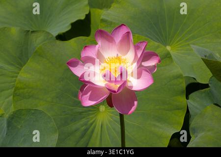 Rosa Lotusblume in voller Blüte im Teich Stockfoto