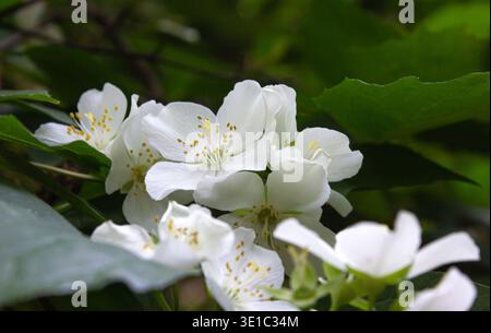 Blühender weißer Jasminstrauch auf grünem Hintergrund. Jasminblüten. Wunderschöner Gartenstrauch. Stockfoto