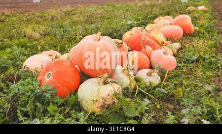 Reife Kürbisse gruppieren sich auf dem Feld und zeigen leuchtende orange und grüne Farben inmitten der herbstlichen Erntelandschaft Stockfoto
