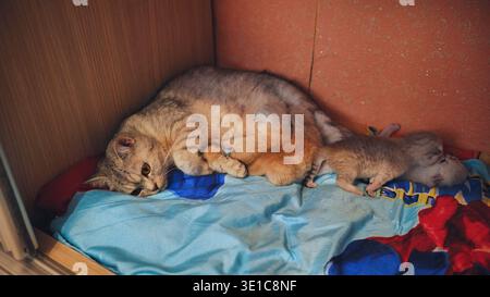 Mutterkatze, die Kätzchen stillt, liegt auf einer Decke im Kleiderschrank Stockfoto