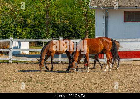 Nonius Pferde auf dem Gestüt Matai Menes im Nationalpark Hortobagy in Ungarn.BILD Stockfoto