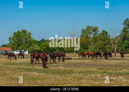Nonius Pferde auf dem Gestüt Matai Menes im Nationalpark Hortobagy in Ungarn.BILD Stockfoto