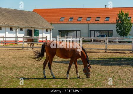 Nonius Pferde auf dem Gestüt Matai Menes im Nationalpark Hortobagy in Ungarn.BILD Stockfoto
