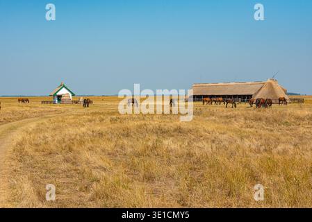 Nonius Pferde im Hortobagy Nationalpark in Ungarn. BILD Stockfoto