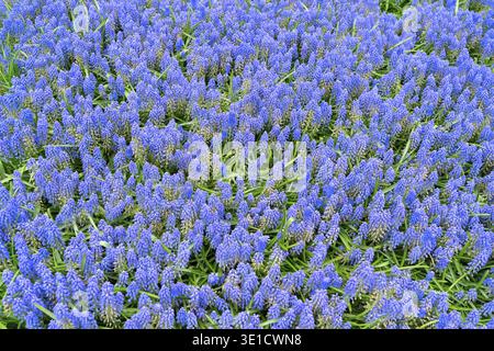 Farbenfrohe wachsende rote, rosa, rote, violette Tulpen im formellen Frühlingsgarten Stockfoto