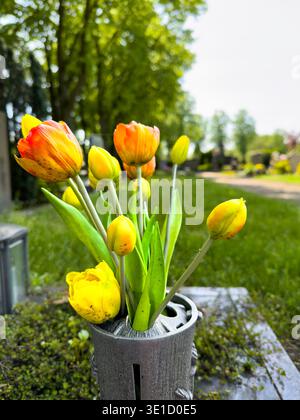 Frischer Tulpenstrauß mit gelben und orangen Blüten in einer grauen Metallkanne auf einer Gartenbank. Grüne Parklandschaft mit Bäumen schafft eine che Stockfoto