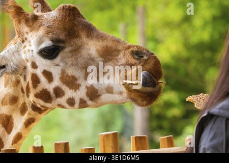 Eine lustige Giraffe, die in die Zelle schaut und trockenes Gras kaut. Ein nicht erkennbarer Mann ernährt eine Giraffe mit Händen. Weibliche Finger. Tiere im Zoo Stockfoto