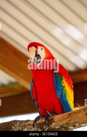 Captive Scarlet Macaw (Ara macao) in Birdworld Kuranda, Queensland, Australien. Globaler Status: Geringste Sorge. Stockfoto
