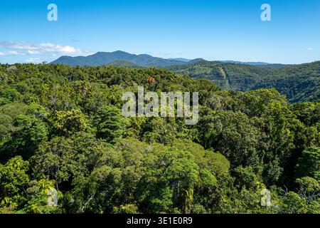 Hochwinkelblick auf üppig grüne tropische Regenwälder und ferne Berge in der Nähe von Kuranda, North Queensland. Stockfoto