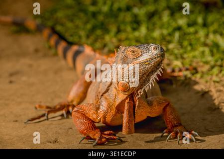 Roter Leguan, Sonnenbaden auf Holz, roter Leguan Nahaufnahme. Stockfoto