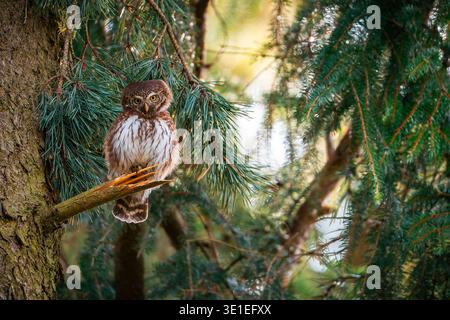 Die Zwergeize (Glaucidium gnoma) sitzt auf einem Ast im Wald. Braune und weiße Federn sind sichtbar. Stockfoto