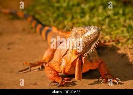 Roter Leguan, Sonnenbaden auf Holz, roter Leguan Nahaufnahme. Stockfoto