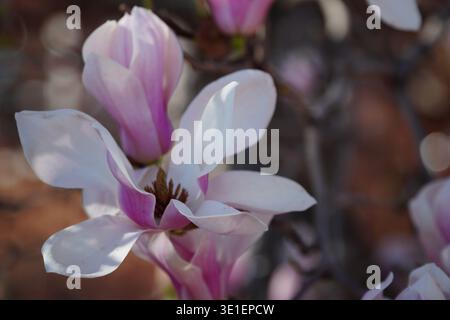 Traumhafte rosa und weiße Magnolienblüten. Stockfoto