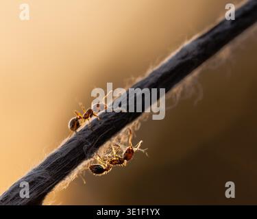 Zwei kleine Ameisen bewegen sich entlang eines dünnen Zweigs, beleuchtet von warmem goldenem Licht. Der sanfte Hintergrund und die hintergrundbeleuchteten Details betonen die empfindliche Struktur von Stockfoto