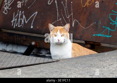 Eine orange-weiße Katze (Felis catus) mit orangen Augen, die in einer Kellertreppe in einer städtischen Umgebung sitzt. Stockfoto