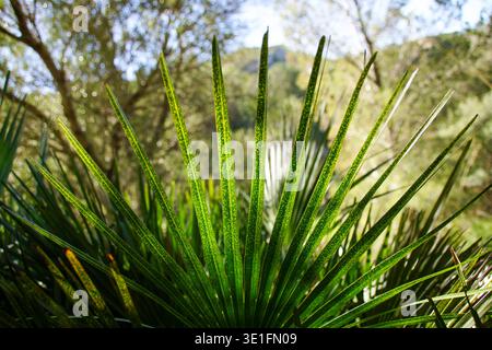 Sonnendurchflutete Blätter der europäischen Zwergfächerpalme (Chamaerops humilis) in der Natur Mallorcas Stockfoto