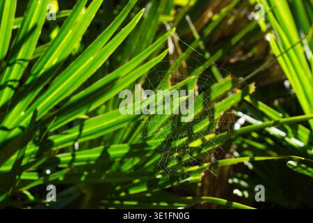 Spinnennetz mit winziger Spinne vor europäischen Fächerpalmenblättern, Mallorca, Spanien Stockfoto
