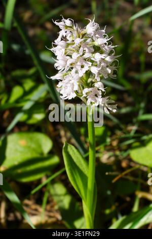 Wilde konische Orchidee (Neotinea conica) blüht in der Landschaft Mallorcas, Spanien Stockfoto