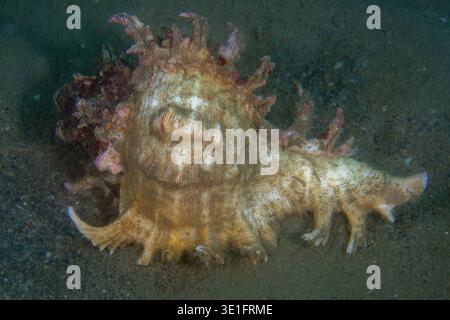 Ramose Murex, Chicoreus ramosus, Pertamina Jetty Tauchplatz, Dili, Osttimor Stockfoto