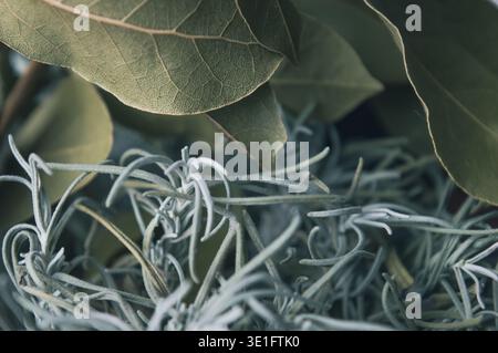 Schöner Hintergrund von getrockneten Lavendel- und Baybeerpflanzen isoliert gutes Detail. Hochwertige Fotos Stockfoto