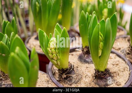 Junge Triebe von Hyazinthen in Töpfen. Bauchige Hausblumen in Plastiktöpfen. Hyazinthen sind erstaunliche Blumen mit vielen Blütenständen. Hochwertige Pho Stockfoto