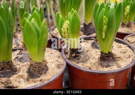 Junge Triebe von Hyazinthen in Töpfen. Bauchige Hausblumen in Plastiktöpfen. Hyazinthen sind erstaunliche Blumen mit vielen Blütenständen. Hochwertige Pho Stockfoto